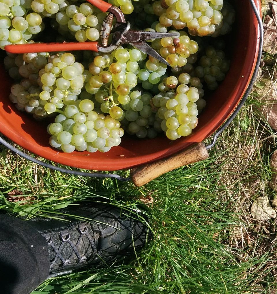 traubenlese-eimer-mobile