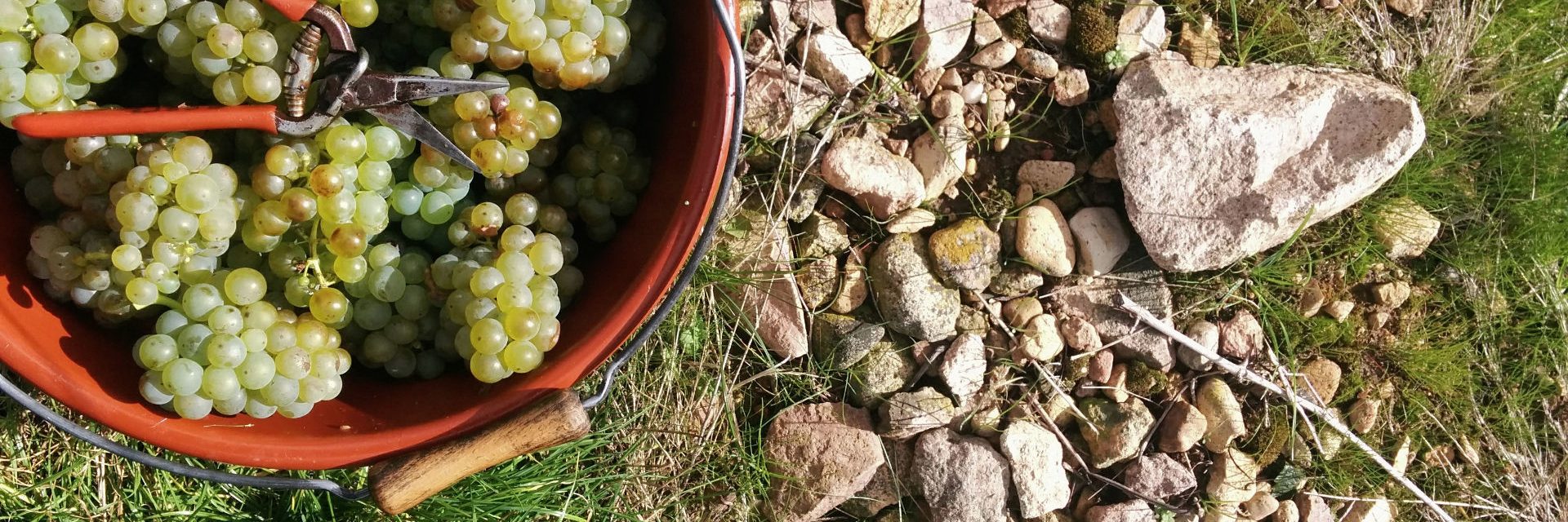 traubenlese-eimer-web