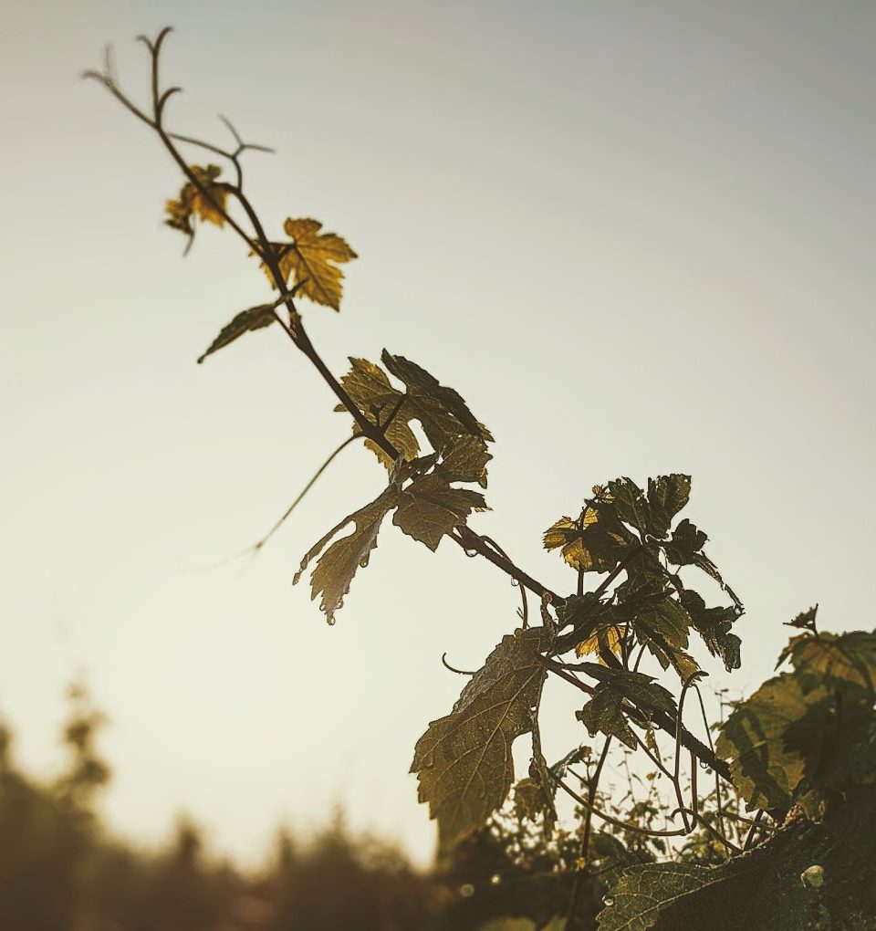 weinreben-vor-blauem-himmel-mobile