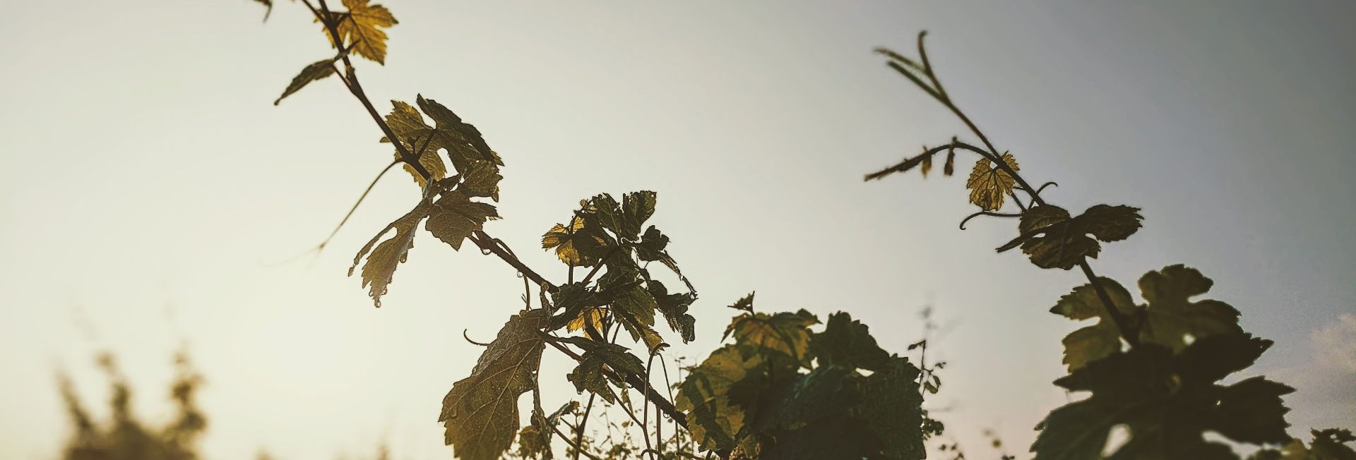weinreben-vor-blauem-himmel-web
